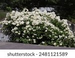 Sweden. Sweden. Rosa helenae. A very vigorous tree-climbing species with lovely grey-green leaves and corymbs of creamy-white flowers.    