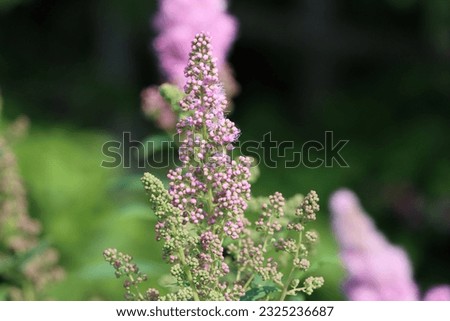 Sweden. Spiraea salicifolia, the bridewort, willow-leaved meadowsweet, spice hardhack, or Aaron's beard, is a species of flowering plant in the family Rosaceae. 