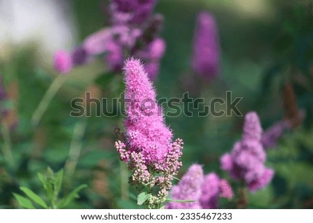 Sweden. Spiraea salicifolia, the bridewort, willow-leaved meadowsweet, spice hardhack, or Aaron's beard, is a species of flowering plant in the family Rosaceae. 