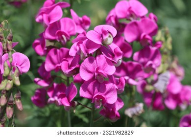 Sweden. The sweet pea, Lathyrus odoratus, is a flowering plant in the genus Lathyrus in the family Fabaceae (legumes), native to Sicily, southern Italy and the Aegean Islands. 