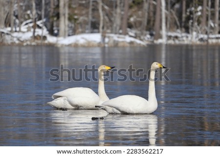 Sweden. The whooper swan, also known as the common swan, pronounced hooper swan, is a large northern hemisphere swan. 