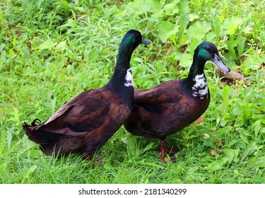 Swedish Blue Or Blue Swedish Is A Swedish Breed Of Domestic Duck. It Emerged During The Nineteenth Century In What Was Then Swedish Pomerania