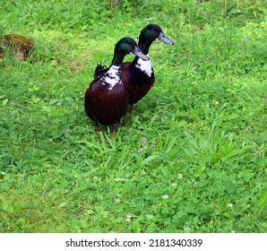 Swedish Blue Or Blue Swedish Is A Swedish Breed Of Domestic Duck. It Emerged During The Nineteenth Century In What Was Then Swedish Pomerania