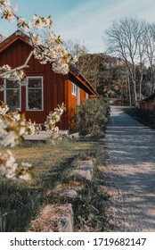 At the swedish countryside in the spring with a red house and white flowers