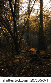 Swedish Fall Forest Scene Light Going Stock Photo 2072506373 