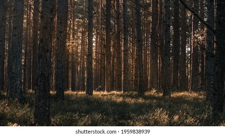 Swedish Forest And Nature Landscape