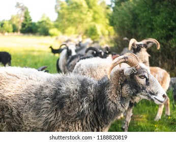 57 Gute sheep Images, Stock Photos & Vectors | Shutterstock