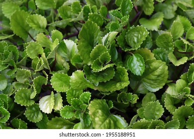 Swedish Ivy - A Kind Of Ground Cover Plant 