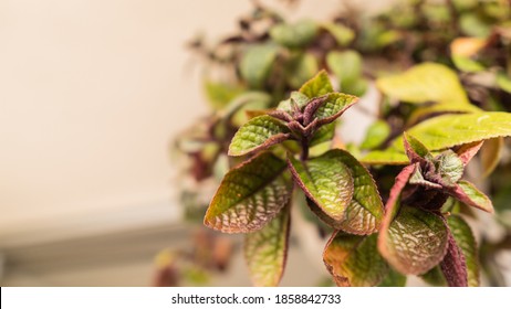 Swedish Ivy Plant Being Part Of An Indoor Garden With Purple Edges