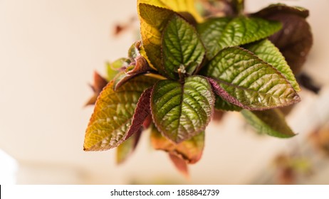 Swedish Ivy Plant Being Part Of An Indoor Garden With Purple Edges