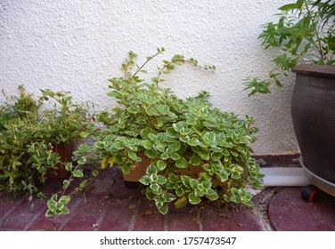 Swedish Ivy Plectranthus Variegata (Plectranthus Coleoides) In Plant Box Container In The Balcony (home Garden), Green And White Leaves Close Up, Strong Aroma Keeps Away Flies And Bugs From Home.