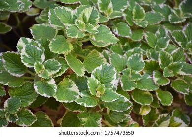 Swedish Ivy Plectranthus Variegata (Plectranthus Coleoides) In Plant Box Container In The Balcony (home Garden), Green And White Leaves Close Up, Strong Aroma Keeps Away Flies And Bugs From Home.