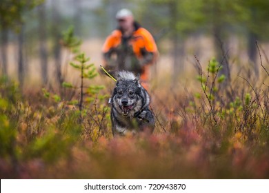 Swedish Moosehound in the fall hunting season