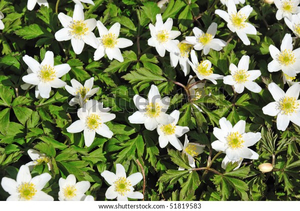 Swedish National Spring Flower Stock Photo (Edit Now) 51819583