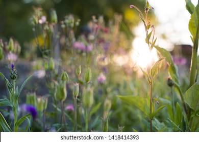 Swedish Summer Garden In Golden Hour