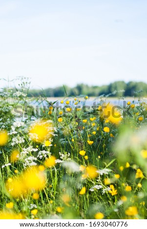 Swedish summer meadow by lake. Buttercups and cow parsley. Scandinavian midsummer.