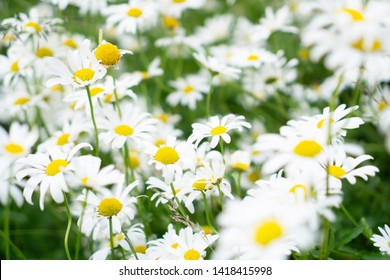 Swedish Summer Meadow Of Daisies In A Sunny Day