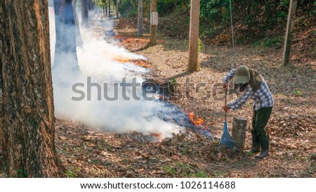 Sweeper cleaning leafs and fire the leafs in the forest which it make so much smoke.