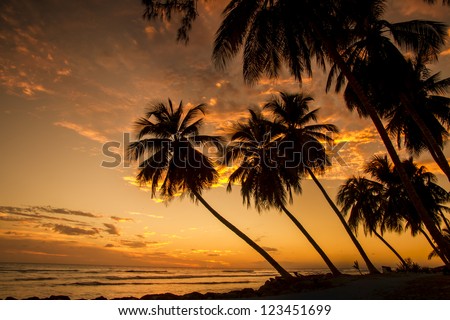 sweeping palms