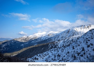 A sweeping panoramic view captures a vast mountain range in the depths of winter, its peaks blanketed by deep snow and its slopes covered in dense pine forests, all beneath a vast, partly cloudy sky. This expansive landscape scene portrays the rugged grandeur of a winter mountain vista under a crisp, bright daylight. Rolling snowy peaks dominate the midground, their summits sharp white and their slopes patterned by sparse coniferous trees that give way to much denser, dark-shadowed forests lower down. Deep, prominent mountain shadows spill across the valleys and the heavily forested lower slopes, creating dramatic contrast against the sun-lit upper reaches and the bright snowfields. The forest, a mixture of dark green pines and firs, cloaks the mountainsides, defining the textures of the terrain. Above this magnificent natural world, a vibrant blue sky is animated by scattered, puffy white cumulus clouds, their forms casting soft shadows over the distant peaks. The composition is expansive, leading the eye across the undulating ranges towards the distant, hazy horizon. The light is natural and directional, defining the form and scale of every ridge and valley. The scene conveys a profound sense of isolation, wilderness, and the quiet beauty of a high-altitude winter.
