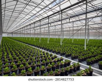 A sweeping, wide-angle perspective capturing the staggering scale of a modern commercial greenhouse complex. Thousands of uniform green plants in black plastic nursery pots are meticulously organized in perfectly straight, repeating rows that recede into the far distance. The vast agricultural facility features a high-clearance, multi-bay galvanized steel structural frame underneath a translucent vaulted poly roof, which diffuses natural overhead light. An integrated network of overhead irrigation piping and support cables highlights a highly optimized, automated approach to large-scale commercial cultivation and agronomy.
