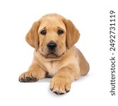 Sweet 7 weeks old Labrador dog puppy, laying down facing front with paw on edge.. Looking towards camera. Isolated on a white background.