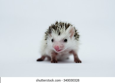 Sweet African Pygmy Hedgehog Color White Face Algerian Chocolate Pinto