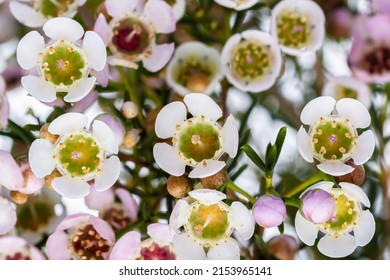 Sweet Alyssum Carpet Flower Multiple Flowers Closeup