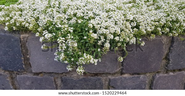 Sweet Alyssum Lobularia Maritima Syn White Stock Photo Edit Now 1520229464