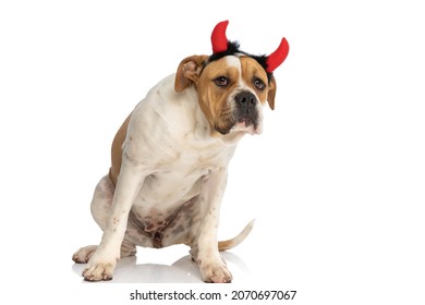 Sweet American Bulldog Dog Being Humble And Wearing Red Devil Horns On White Background