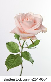 45,691 Pink roses on pale background Images, Stock Photos & Vectors