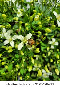 Sweet Autumn Clematis Vine With A Honey Bee