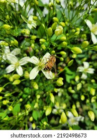 Sweet Autumn Clematis Vine With A Honey Bee