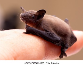 Sweet Baby Bat On My Finger.