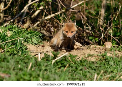 Sweet Baby Fox At His Fox Burdour At The Edge Of The Forest