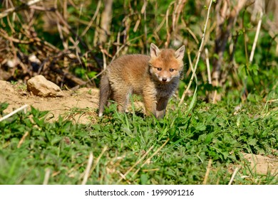 Sweet Baby Fox At His Fox Burdour At The Edge Of The Forest