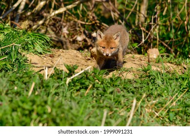 Sweet Baby Fox At His Fox Burdour At The Edge Of The Forest