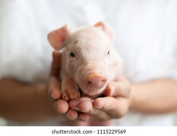 sweet baby pig with breeder