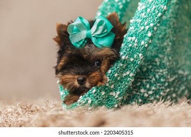 Sweet Baby Yorkie Puppy With Blue Bow Laying Down On Carpet In A Pouch On Beige Background