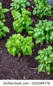 Sweet Basil Growing In Rich Garden Soil In A Raised Planter Bed In A Kitchen Garden, Fresh Herbs For Cooking
