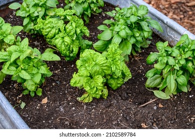 Sweet Basil Growing In Rich Garden Soil In A Raised Planter Bed In A Kitchen Garden, Fresh Herbs For Cooking
