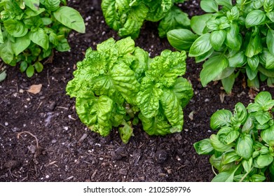 Sweet Basil Growing In Rich Garden Soil In A Raised Planter Bed In A Kitchen Garden, Fresh Herbs For Cooking
