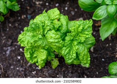 Sweet Basil Growing In Rich Garden Soil In A Raised Planter Bed In A Kitchen Garden, Fresh Herbs For Cooking
