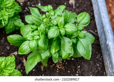 Sweet Basil growing in rich garden soil in a raised planter bed in a kitchen garden, fresh herbs for cooking
 - Shutterstock ID 2102589817