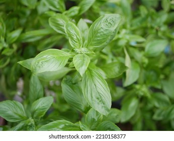 Sweet Basil Growing In Rich Garden Soil In A Raised Planter Bed In A Kitchen Garden.