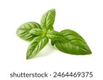 Sweet basil herb leaves, close-up, isolated on white background. Fresh Genovese basil.