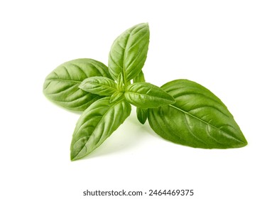 Sweet basil herb leaves, close-up, isolated on white background. Fresh Genovese basil.