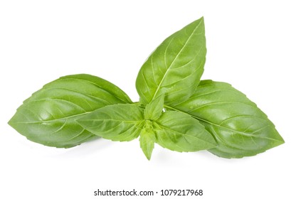 Sweet Basil Herb Leaves Isolated On Stock Photo 1079217968 | Shutterstock