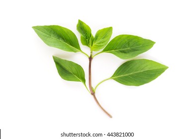 Sweet basil leaves isolated on a white background