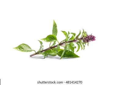 Sweet Basil On White Background